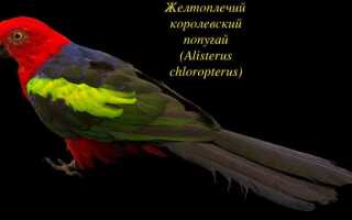 Попугай разноцветный