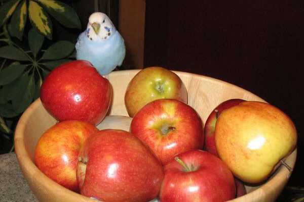 Можно ли давать попугаю яблоко и как это делать